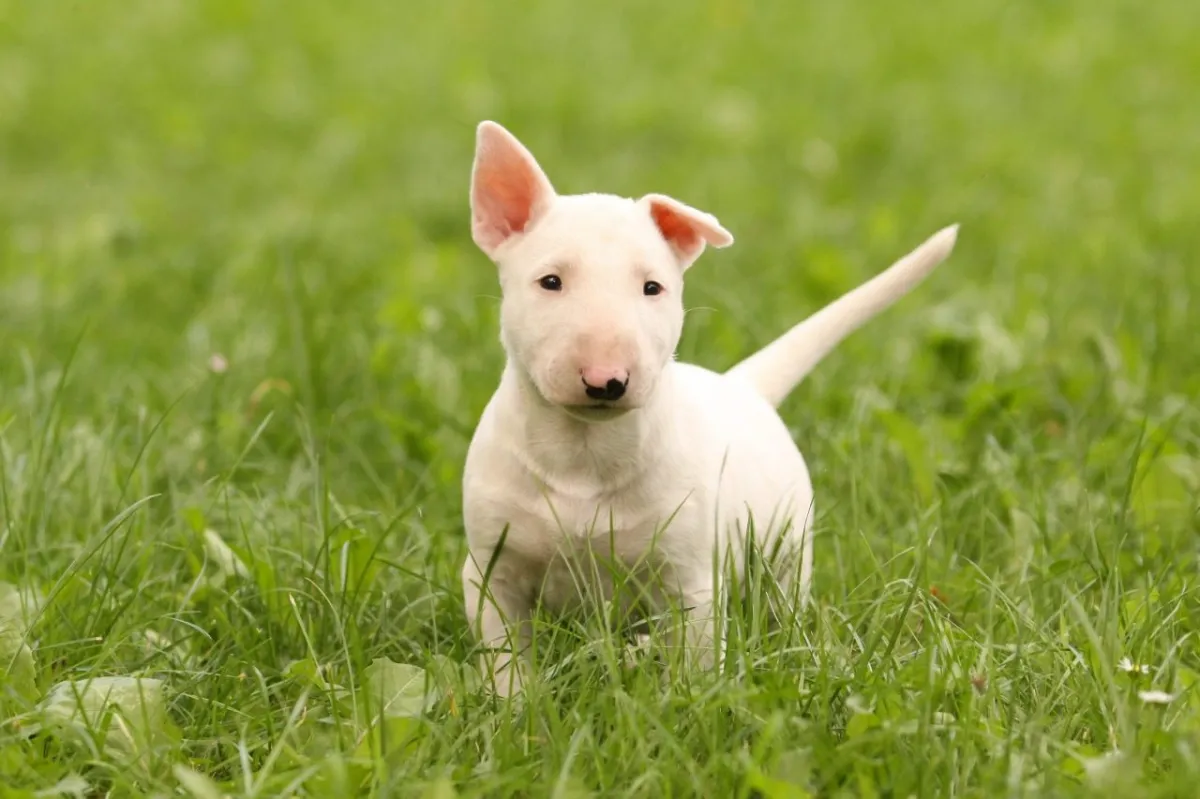 Adorable White Bull Terrier Puppy - Premium Breeder