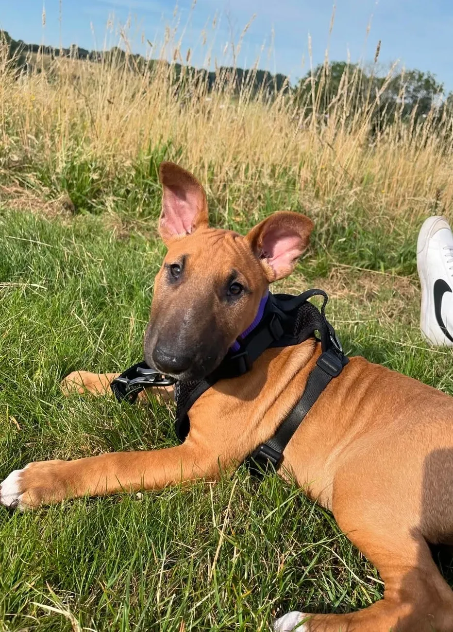 Milo